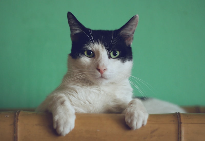 An adorable cat looking alert and healthy