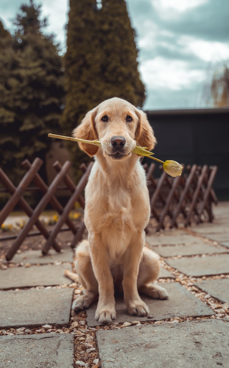 A happy healthy golden retriever playing in a park