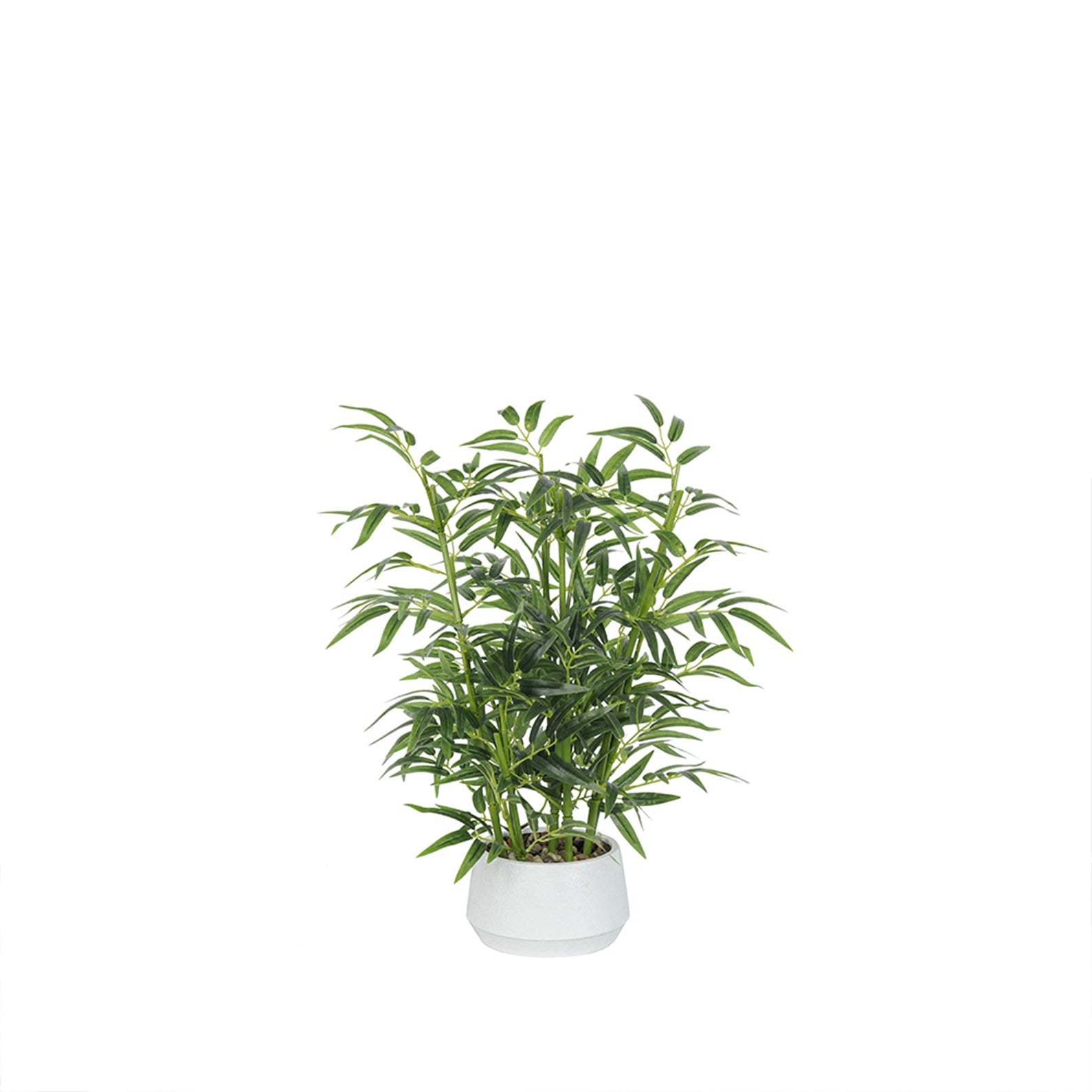 click2future-vitalismo-plants-compared-2026 product 3 image
